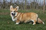 CORGI PEMBROKE 898